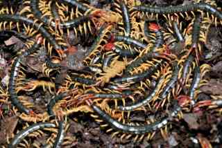 【超閲覧注意】不気味な生物の画像を貼っていくトピ【苦手な方注意】