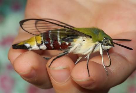 【超閲覧注意】不気味な生物の画像を貼っていくトピ【苦手な方注意】