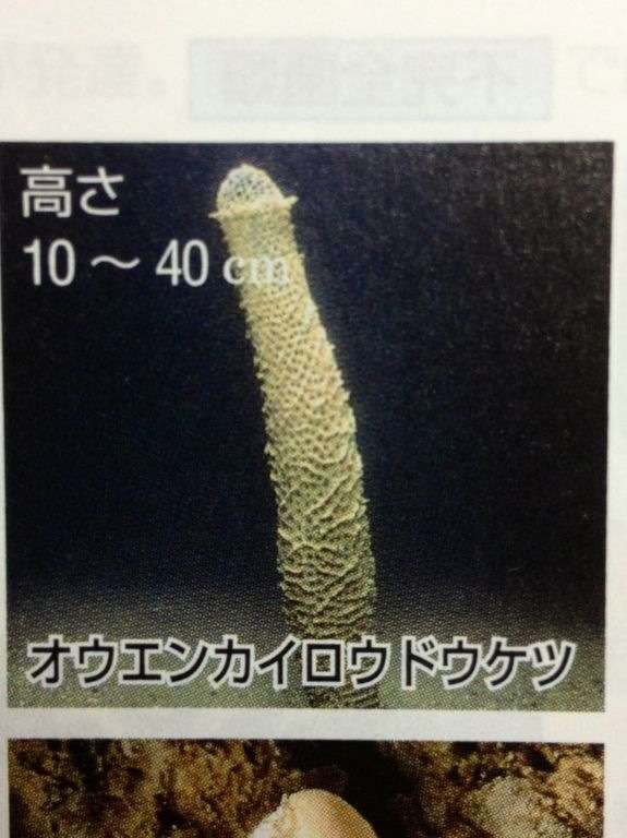 【超閲覧注意】不気味な生物の画像を貼っていくトピ【苦手な方注意】