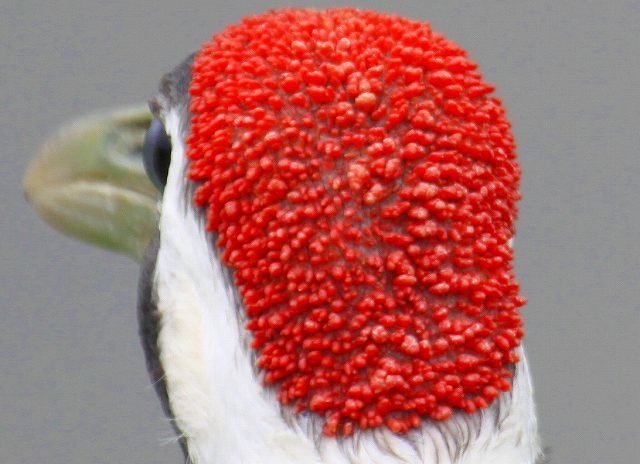 【超閲覧注意】不気味な生物の画像を貼っていくトピ【苦手な方注意】