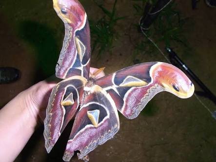 【超閲覧注意】不気味な生物の画像を貼っていくトピ【苦手な方注意】