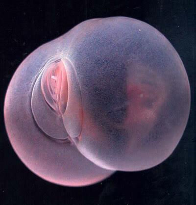 【超閲覧注意】不気味な生物の画像を貼っていくトピ【苦手な方注意】