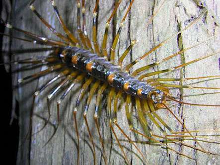 【超閲覧注意】不気味な生物の画像を貼っていくトピ【苦手な方注意】
