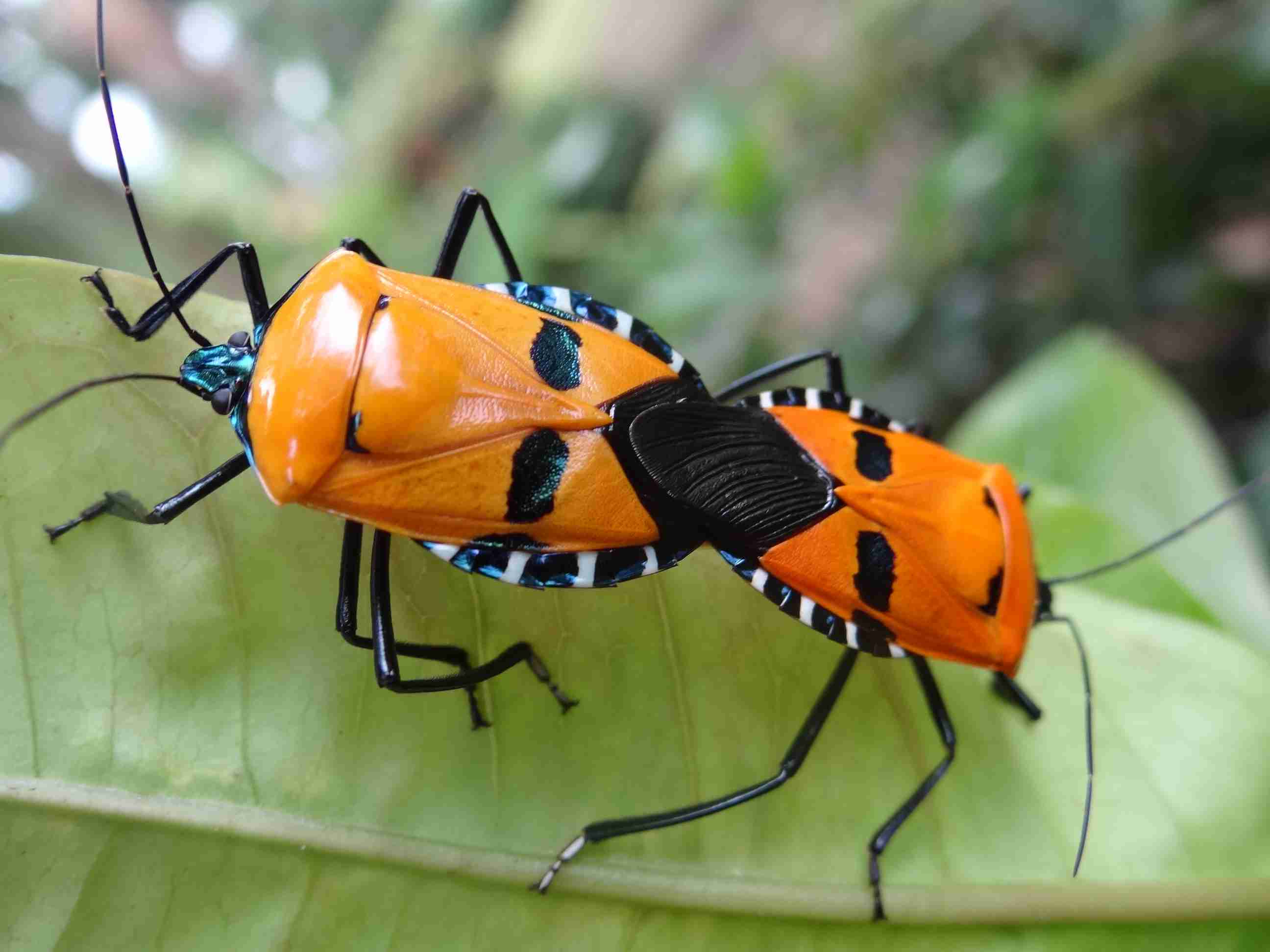 【超閲覧注意】不気味な生物の画像を貼っていくトピ【苦手な方注意】