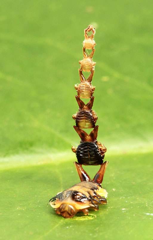 【超閲覧注意】不気味な生物の画像を貼っていくトピ【苦手な方注意】