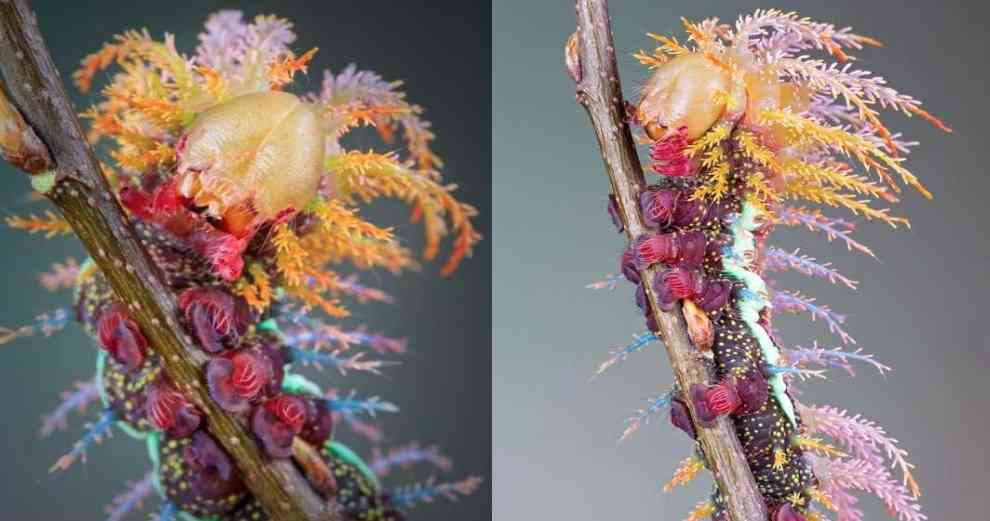 【超閲覧注意】不気味な生物の画像を貼っていくトピ【苦手な方注意】