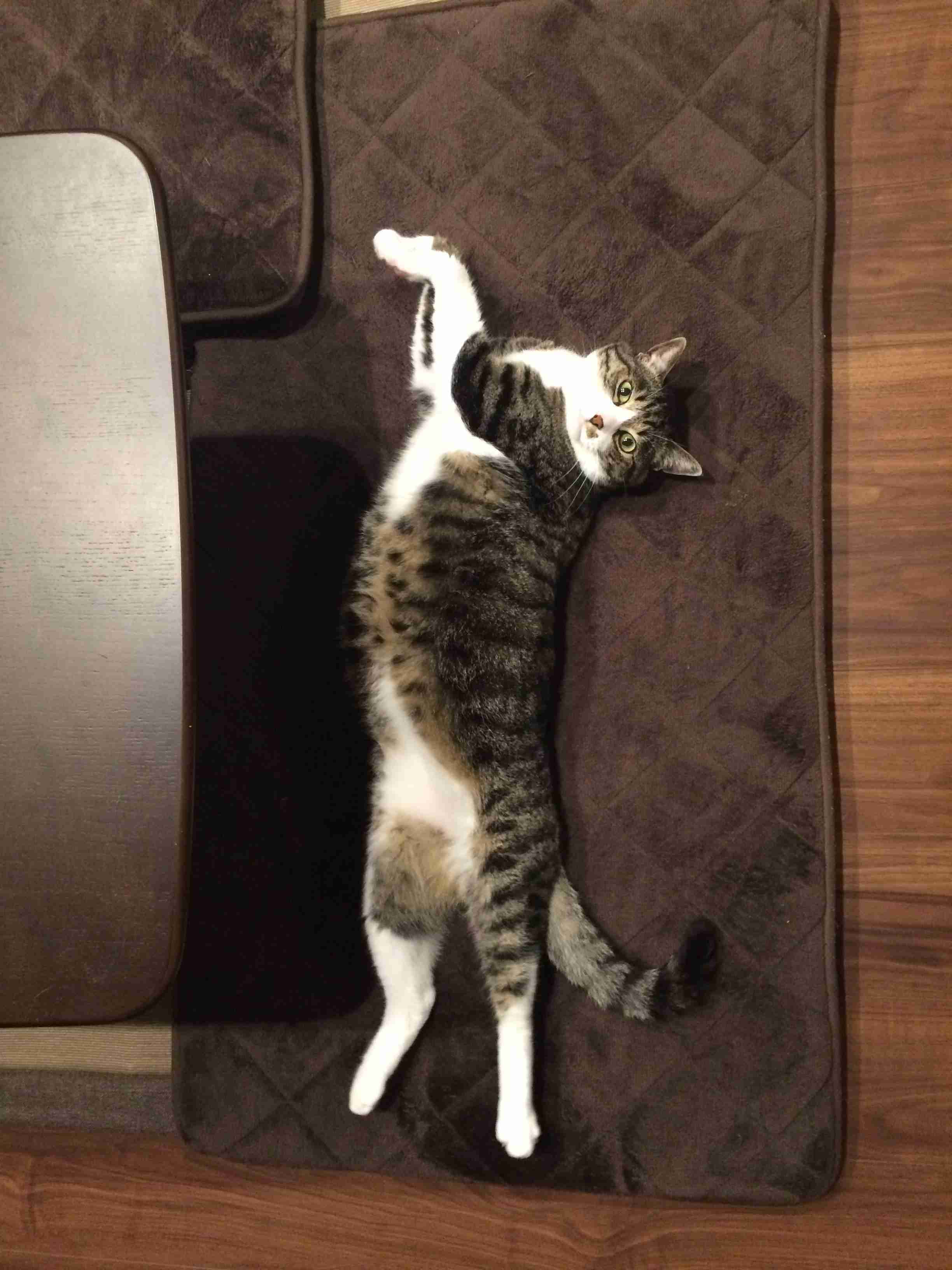 【超閲覧注意】不気味な生物の画像を貼っていくトピ【苦手な方注意】