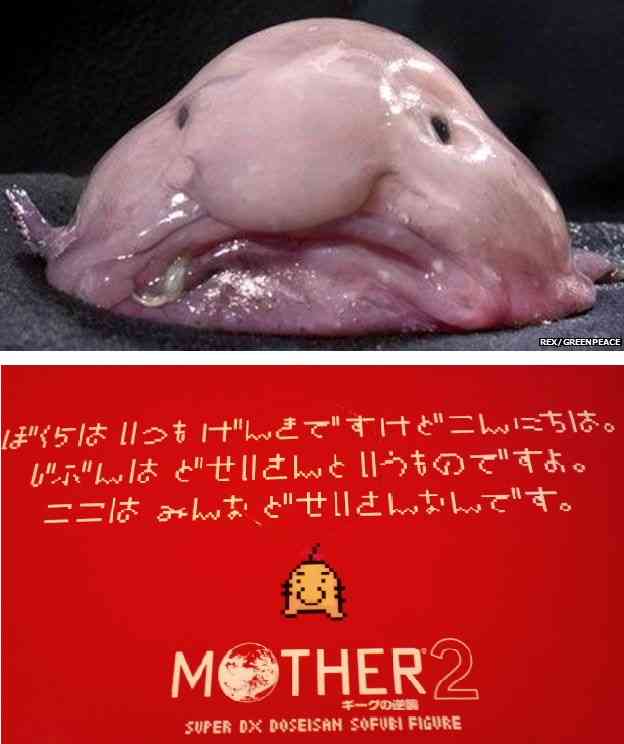 【超閲覧注意】不気味な生物の画像を貼っていくトピ【苦手な方注意】