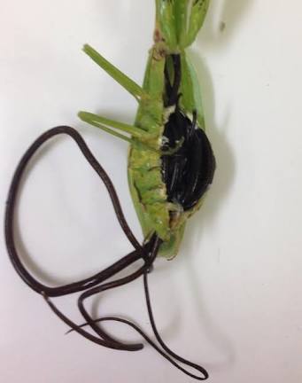 【超閲覧注意】不気味な生物の画像を貼っていくトピ【苦手な方注意】