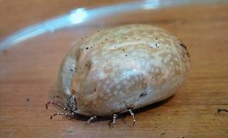 【超閲覧注意】不気味な生物の画像を貼っていくトピ【苦手な方注意】