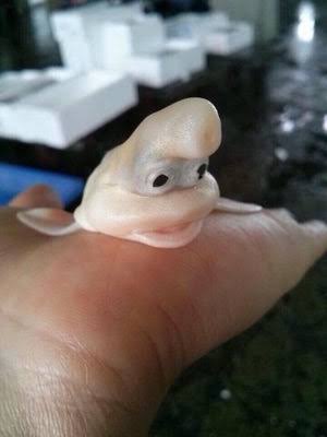 【超閲覧注意】不気味な生物の画像を貼っていくトピ【苦手な方注意】