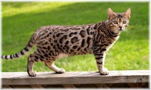 【超閲覧注意】不気味な生物の画像を貼っていくトピ【苦手な方注意】