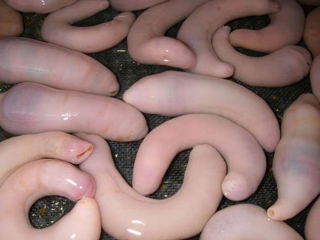 【超閲覧注意】不気味な生物の画像を貼っていくトピ【苦手な方注意】