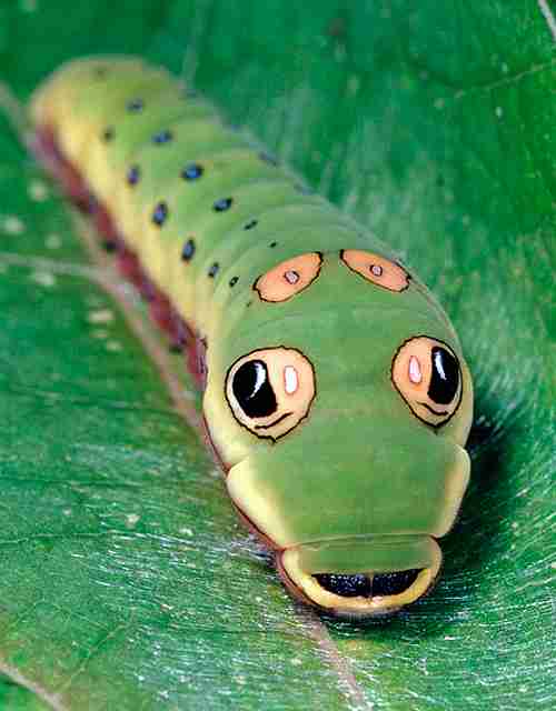 超閲覧注意 不気味な生物の画像を貼っていくトピ 苦手な方注意 ガールズちゃんねる Girls Channel