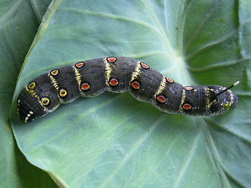 【超閲覧注意】不気味な生物の画像を貼っていくトピ【苦手な方注意】