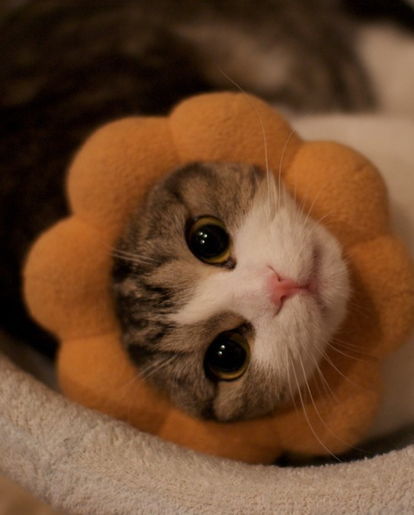 【超閲覧注意】不気味な生物の画像を貼っていくトピ【苦手な方注意】