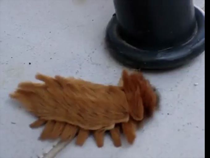 【超閲覧注意】不気味な生物の画像を貼っていくトピ【苦手な方注意】