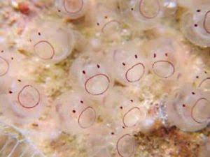【超閲覧注意】不気味な生物の画像を貼っていくトピ【苦手な方注意】
