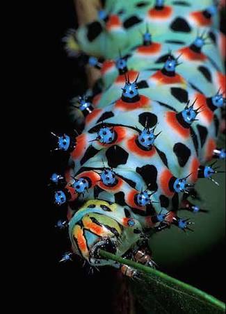 【超閲覧注意】不気味な生物の画像を貼っていくトピ【苦手な方注意】