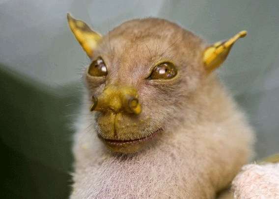 【超閲覧注意】不気味な生物の画像を貼っていくトピ【苦手な方注意】