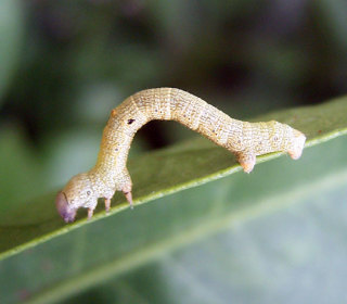 【超閲覧注意】不気味な生物の画像を貼っていくトピ【苦手な方注意】