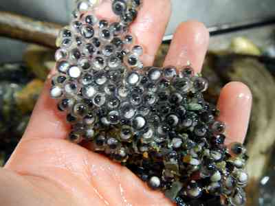 【超閲覧注意】不気味な生物の画像を貼っていくトピ【苦手な方注意】