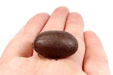 【超閲覧注意】不気味な生物の画像を貼っていくトピ【苦手な方注意】