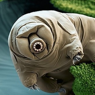 【超閲覧注意】不気味な生物の画像を貼っていくトピ【苦手な方注意】