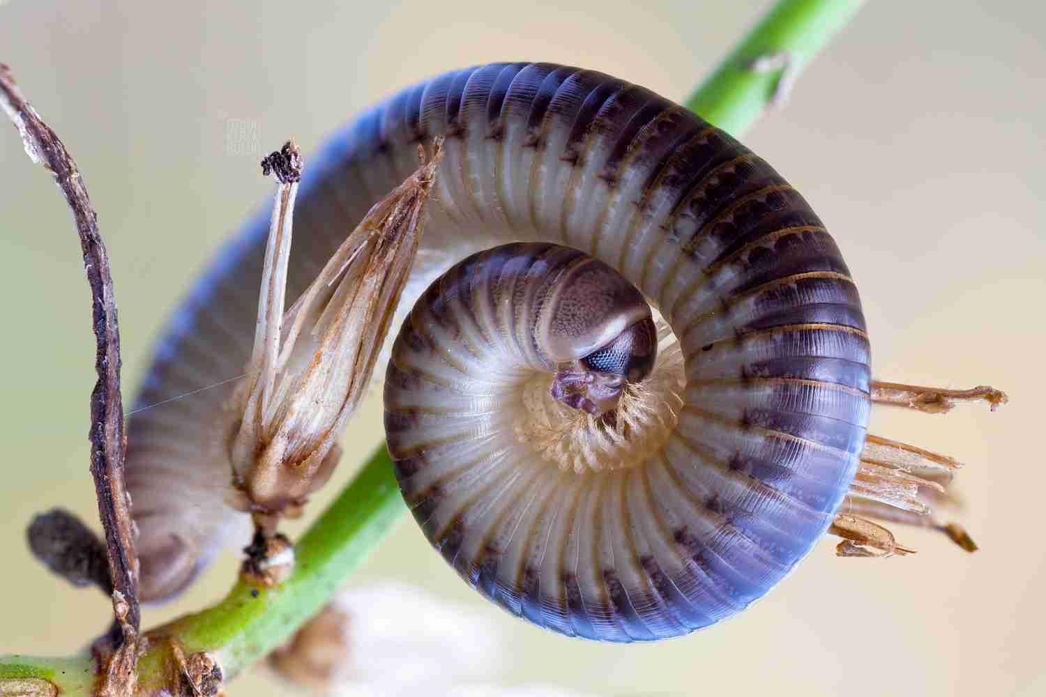 【超閲覧注意】不気味な生物の画像を貼っていくトピ【苦手な方注意】