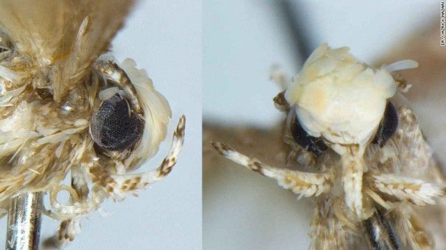 【超閲覧注意】不気味な生物の画像を貼っていくトピ【苦手な方注意】