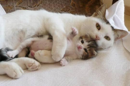 【超閲覧注意】不気味な生物の画像を貼っていくトピ【苦手な方注意】