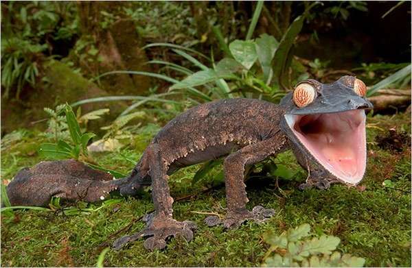 【超閲覧注意】不気味な生物の画像を貼っていくトピ【苦手な方注意】