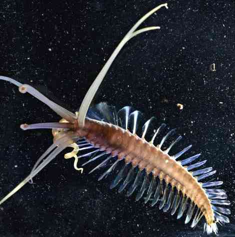 【超閲覧注意】不気味な生物の画像を貼っていくトピ【苦手な方注意】