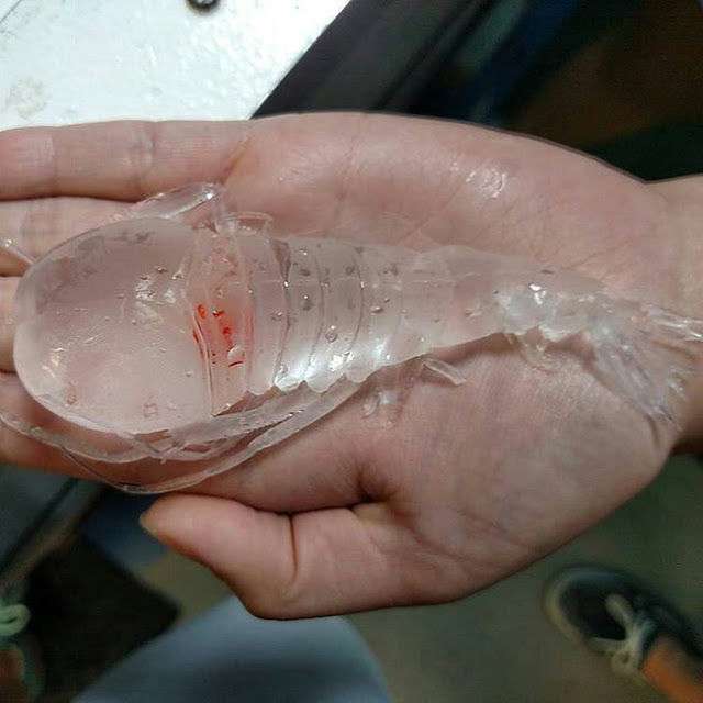 【超閲覧注意】不気味な生物の画像を貼っていくトピ【苦手な方注意】