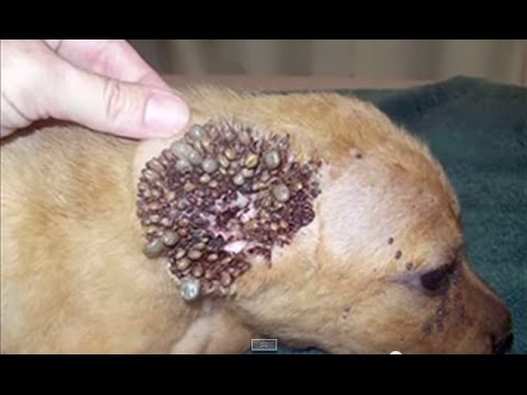 【超閲覧注意】不気味な生物の画像を貼っていくトピ【苦手な方注意】