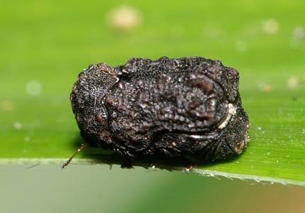 【超閲覧注意】不気味な生物の画像を貼っていくトピ【苦手な方注意】