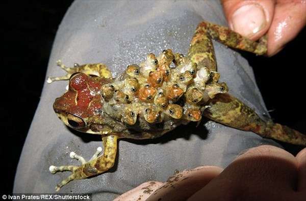 【超閲覧注意】不気味な生物の画像を貼っていくトピ【苦手な方注意】