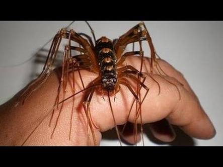 【超閲覧注意】不気味な生物の画像を貼っていくトピ【苦手な方注意】