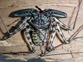 【超閲覧注意】不気味な生物の画像を貼っていくトピ【苦手な方注意】