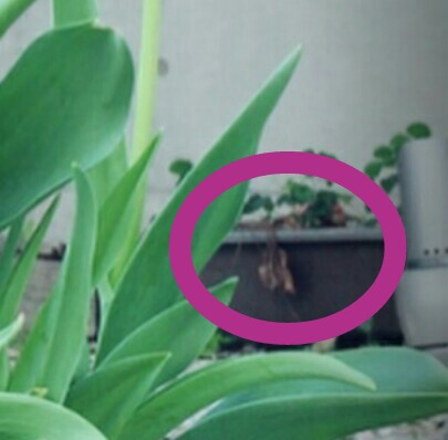 主演映画『無限の住人』公開後に