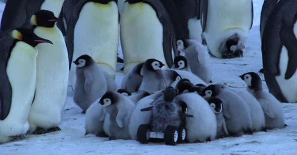 スパイカメラの首がもげるハプニングにペンギン達ドン引き ガールズちゃんねる Girls Channel