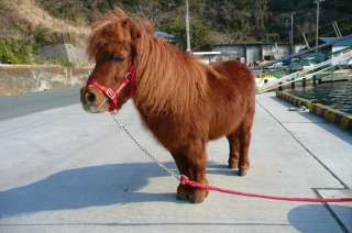 動物を一匹だけ不自由させずに飼えるとしたら何を飼いますか？