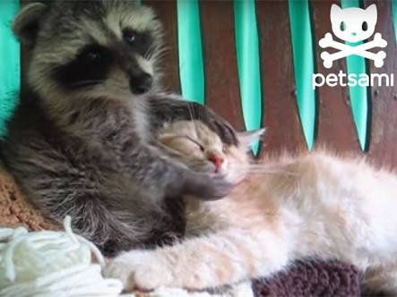 動物を一匹だけ不自由させずに飼えるとしたら何を飼いますか？