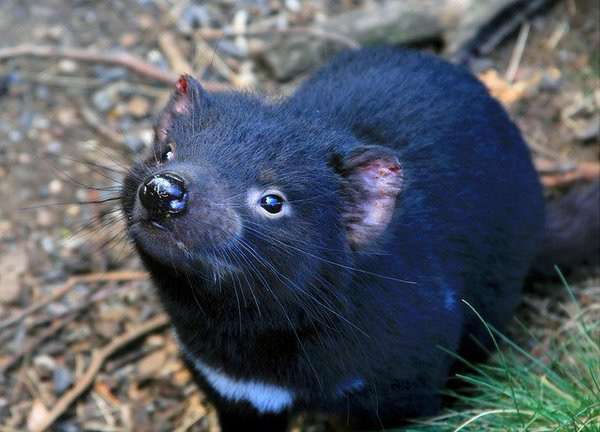 動物を一匹だけ不自由させずに飼えるとしたら何を飼いますか？