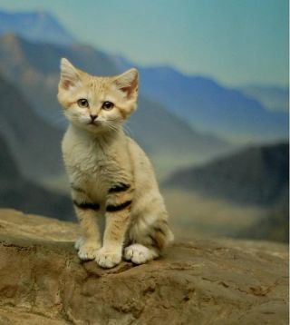 動物を一匹だけ不自由させずに飼えるとしたら何を飼いますか？