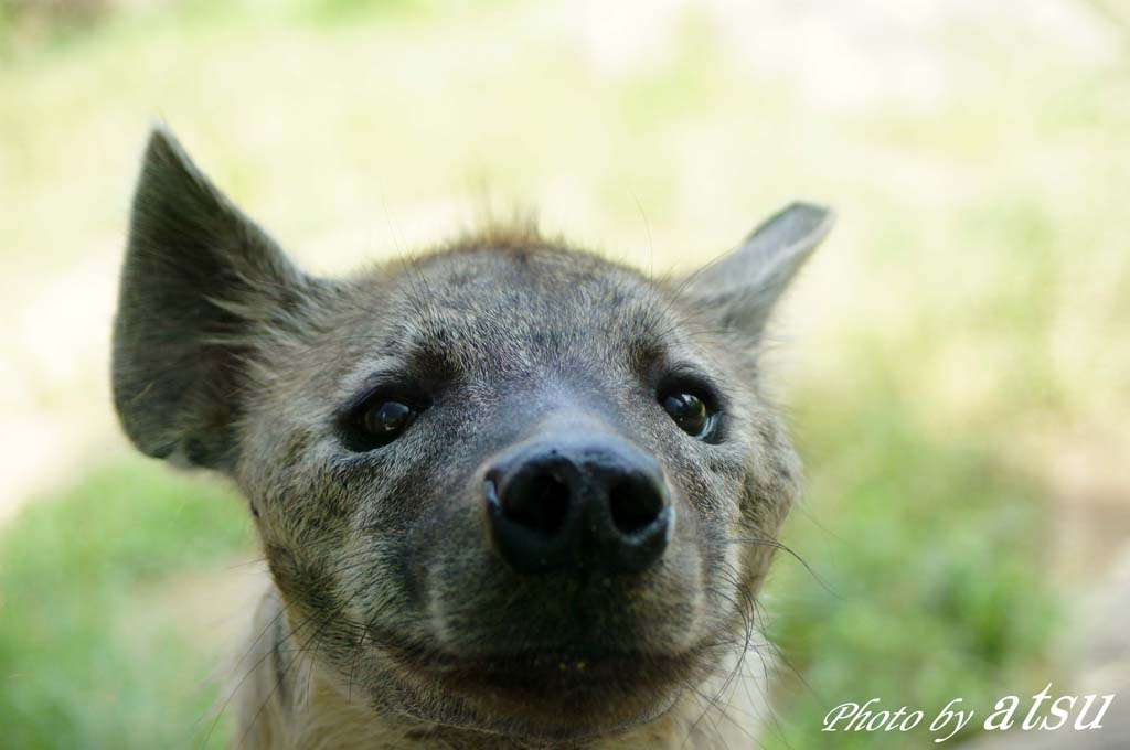 動物を一匹だけ不自由させずに飼えるとしたら何を飼いますか？
