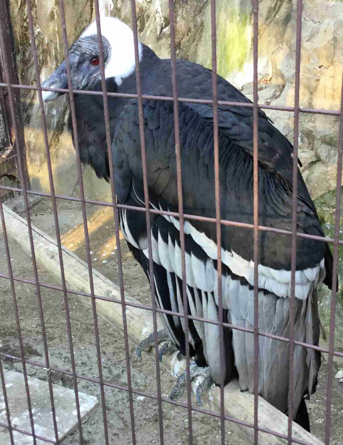 動物を一匹だけ不自由させずに飼えるとしたら何を飼いますか？