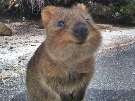 動物を一匹だけ不自由させずに飼えるとしたら何を飼いますか？