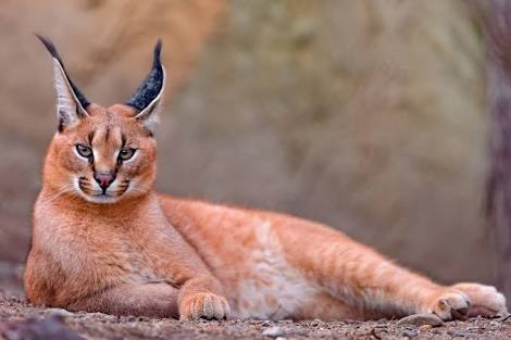 動物を一匹だけ不自由させずに飼えるとしたら何を飼いますか？