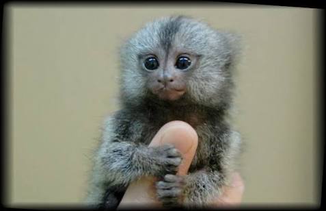 動物を一匹だけ不自由させずに飼えるとしたら何を飼いますか？